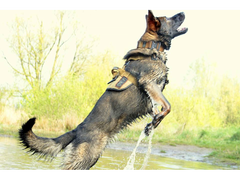 K9 Thorn Delta oprsnica, coyote