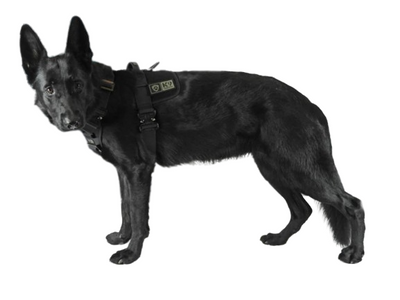 Dog Harnesses
