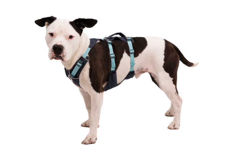 Ruffwear Flagline Harness, Basalt Gray