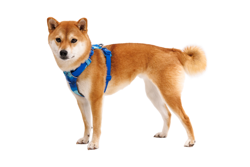 Ruffwear Front Range Harness, Coastal Mountains