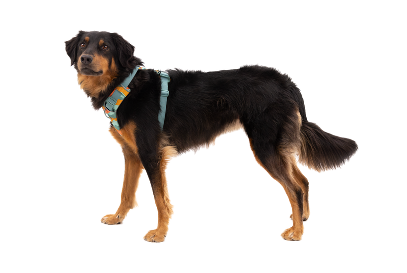 Ruffwear Front Range Harness, River Rock Green