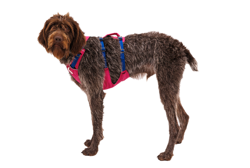 Ruffwear Flagline Harness, Alpenglow Pink