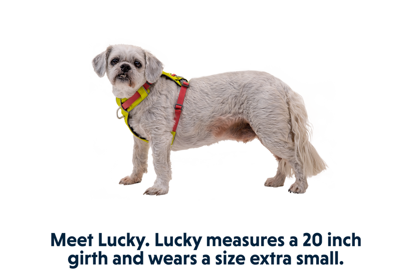 Ruffwear Hi & Light Harness, Lichen Green