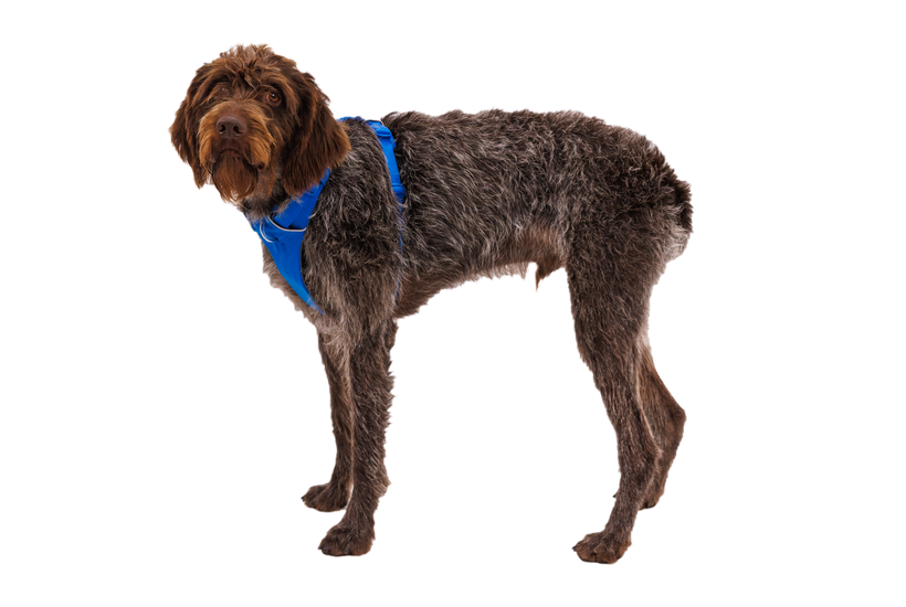 Ruffwear Front Range Harness, Blue Pool
