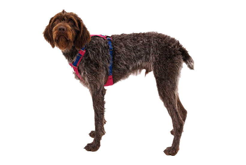 Ruffwear Hi & Light Harness, Alpenglow Pink