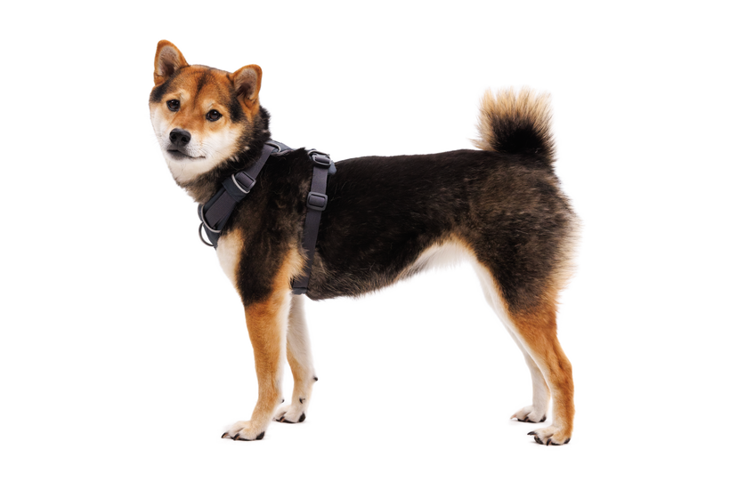 Ruffwear Front Range Harness, Basalt Gray