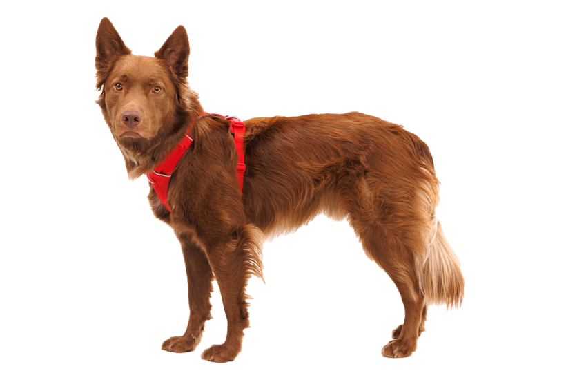 Ruffwear Front Range Harness, Red Canyon