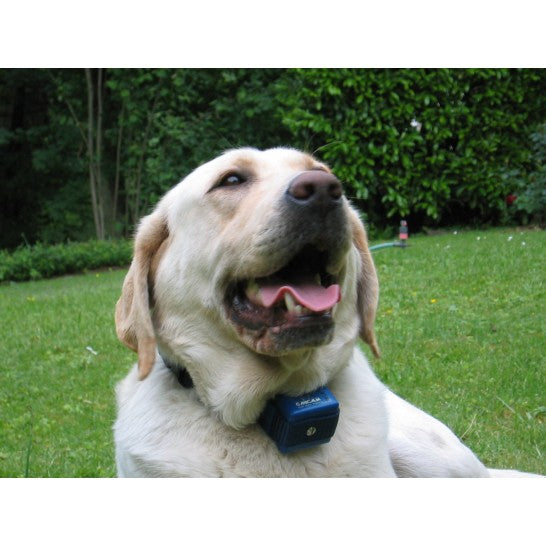 Numaxes Canicalm Waterproof Anti-Bark Collar