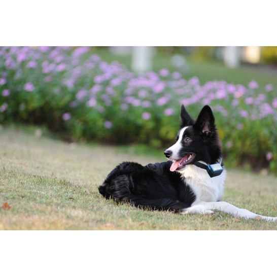 Numaxes Canicalm Waterproof Anti-Bark Collar