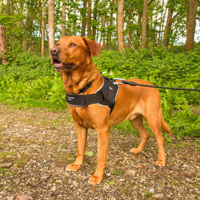 Mountain Paws Dog Harness Medium