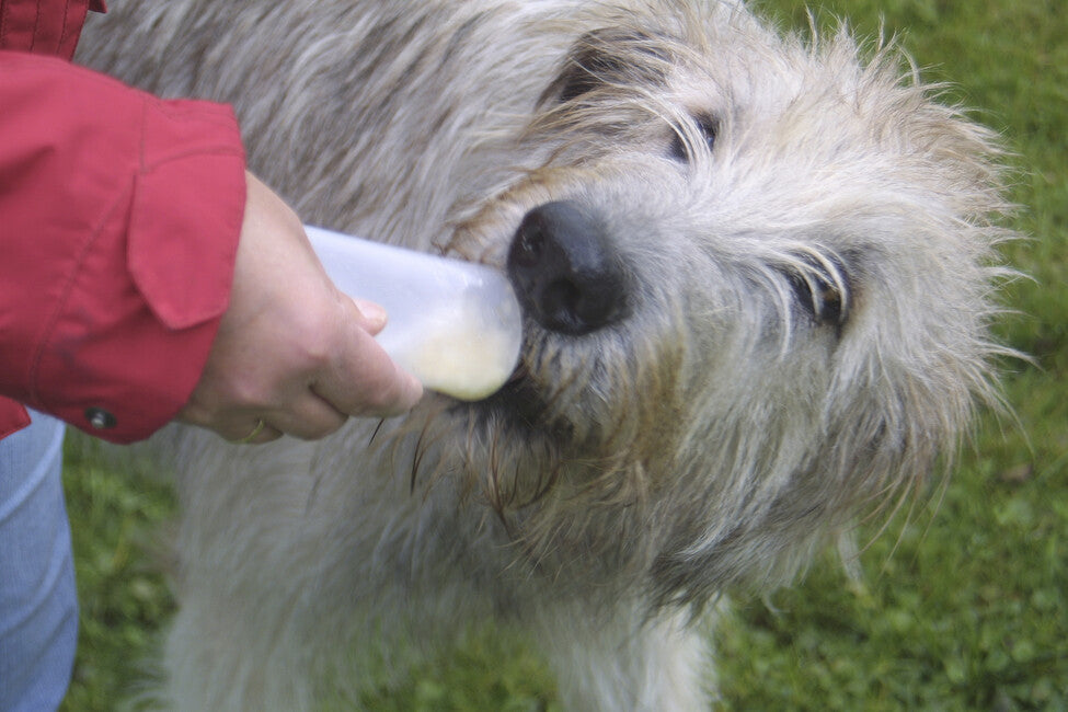 Origin Outdoors Squeeze Tube Fillable Training Treats for Dogs, 2 pcs 200 ml