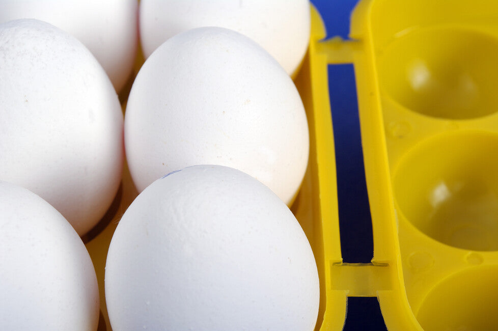 Coghlan's Egg Container, 6 Eggs