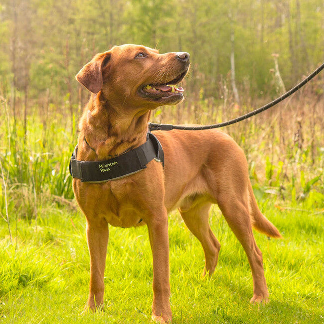 Mountain Paws Dog Harness Large