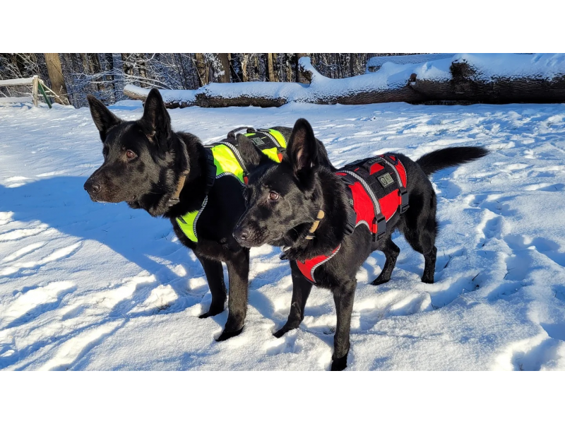 K9 Thorn Harness One SS XL, Red