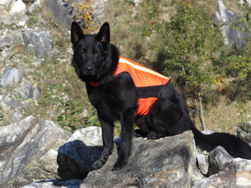K9 Thorn Reflective Vest