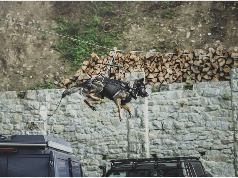 K9 Thorn Tactical Harness